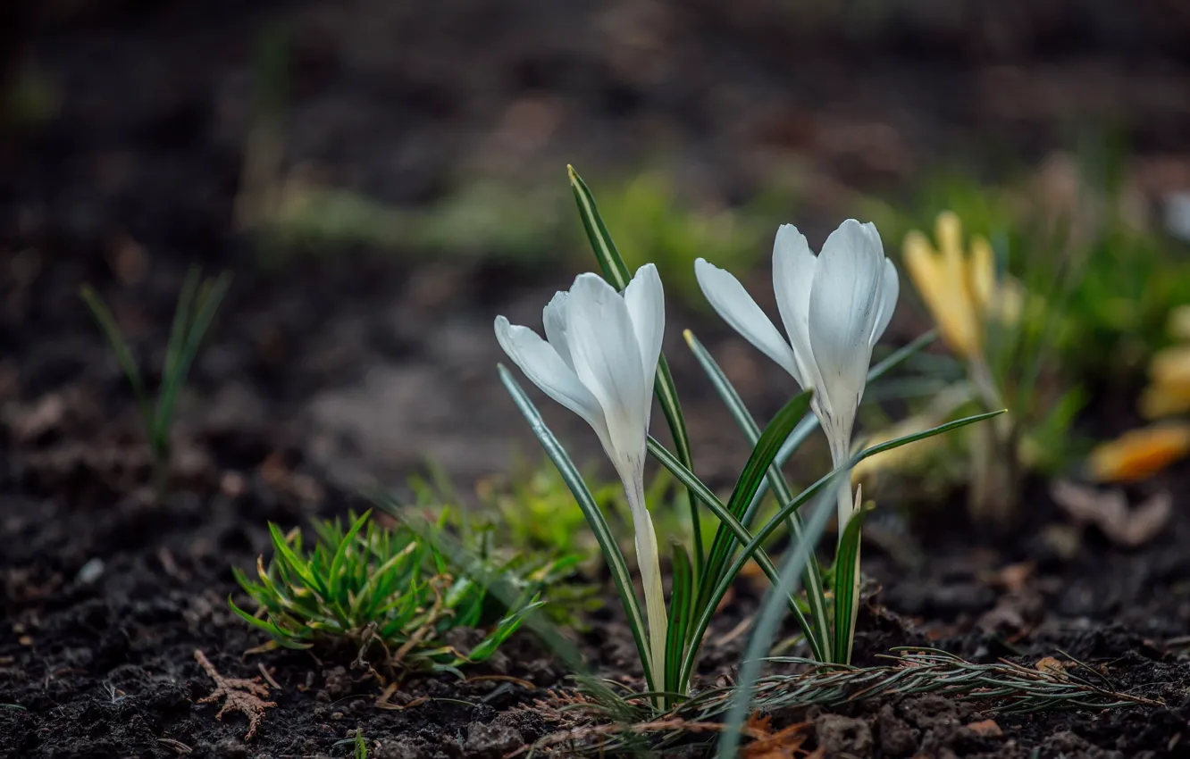 Photo wallpaper snowdrops, crocuses, bokeh, saffron, white flower