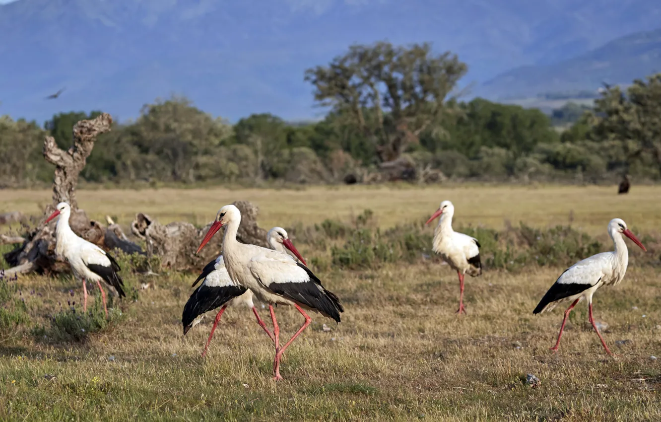 Photo wallpaper nature, bird, stork