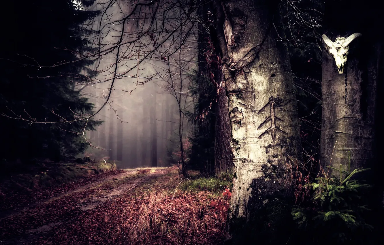 Photo wallpaper road, forest, trees, skull, secret woods