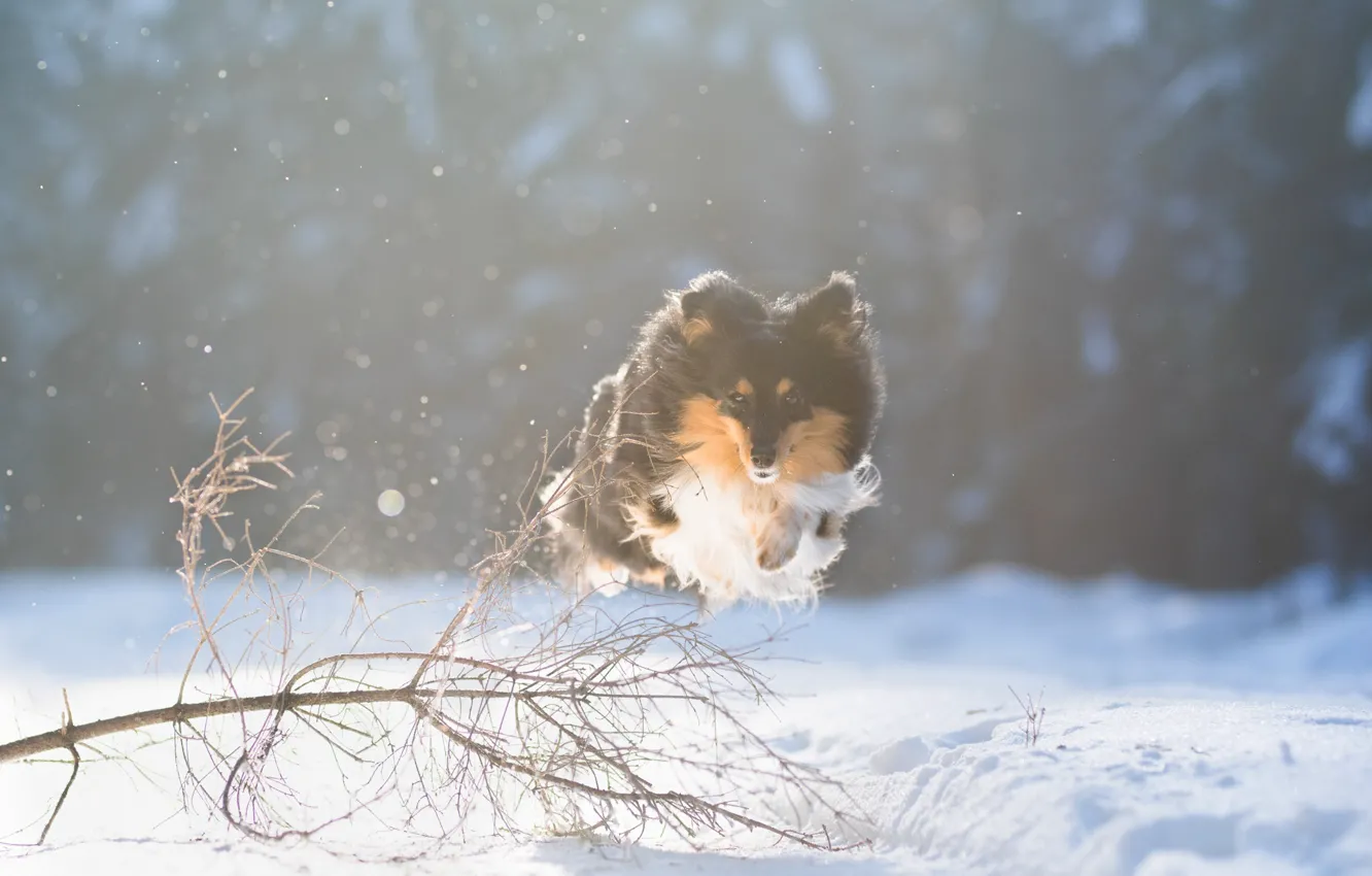 Photo wallpaper winter, snow, flight, jump, dog, walk, Sheltie, Shetland Sheepdog