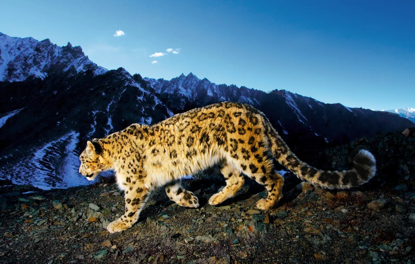 Photo wallpaper mountains, IRBIS, snow leopard, snow leopard