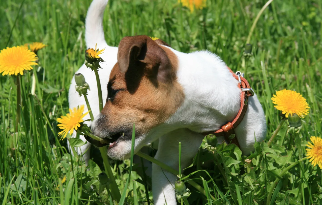 Photo wallpaper dogs, grass, joy, mood, dog, puppy, walk, dandelions