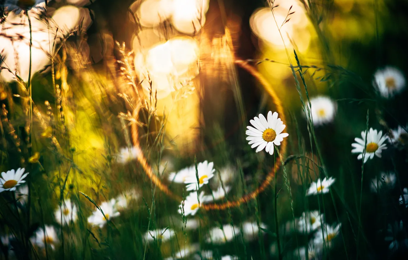 Photo wallpaper summer, grass, the sun, rays, light, flowers, stems, glade