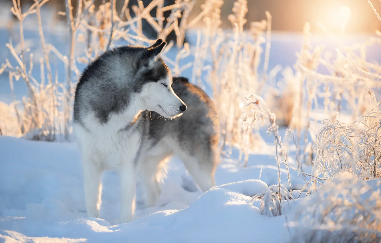 Photo wallpaper winter, snow, branches, nature, animal, dog, husky, dog