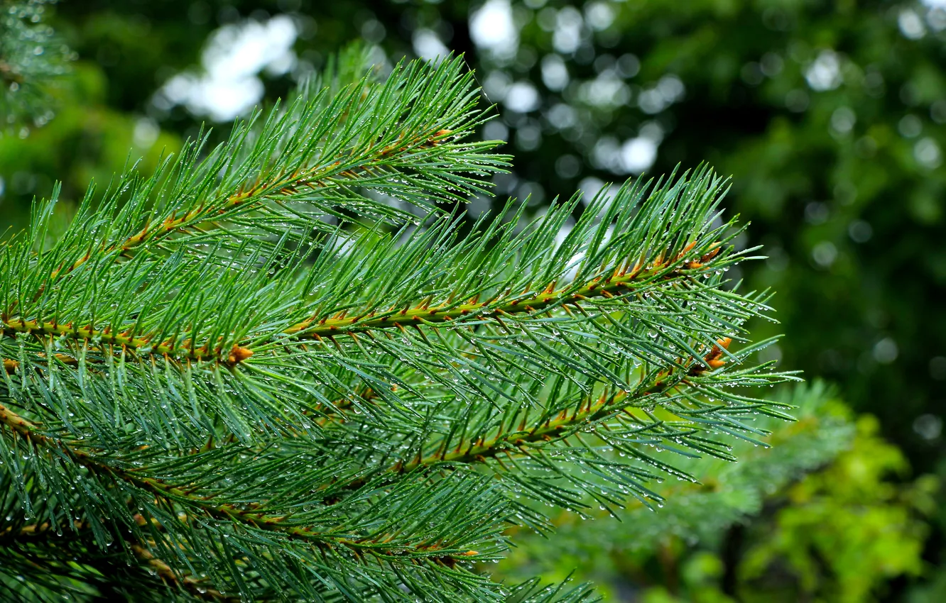 Photo wallpaper tree, pine, twig