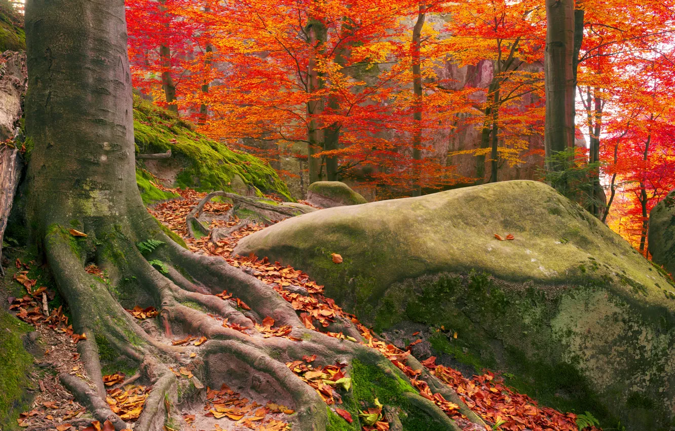 Photo wallpaper autumn, forest, leaves, trees, mountains, stones, moss, Ukraine