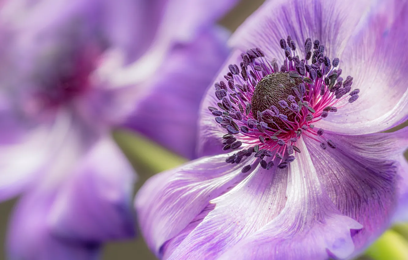 Photo wallpaper macro, petals, anemones, anemone