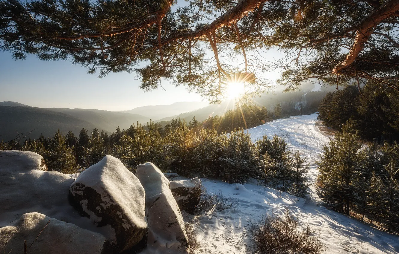 Photo wallpaper winter, forest, the sun, rays, light, snow, mountains, branches