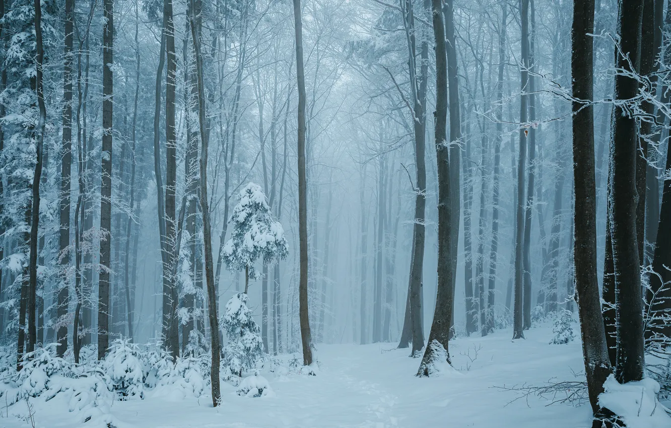 Photo wallpaper winter, frost, forest, snow, trees, branches, nature, fog