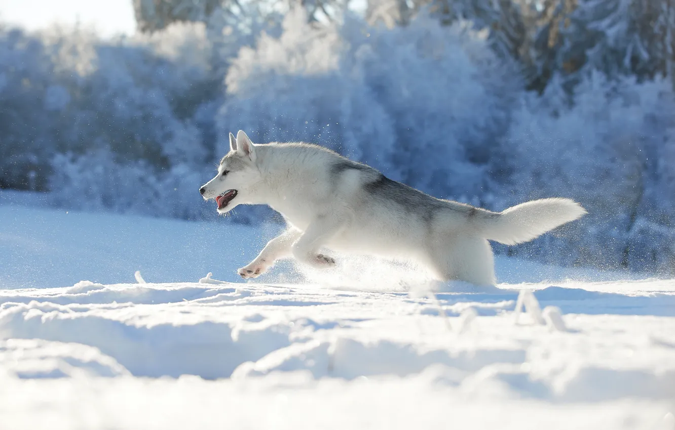 Photo wallpaper winter, snow, nature, dog, running, husky, dog, Lana Polyakova