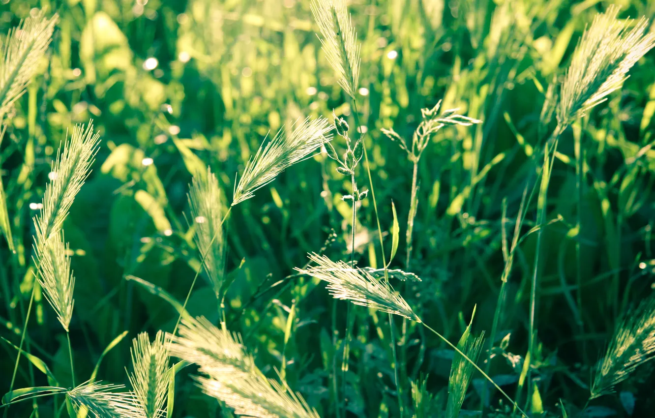 Photo wallpaper wheat, field, grass, macro, nature, photo, spikelets, ears