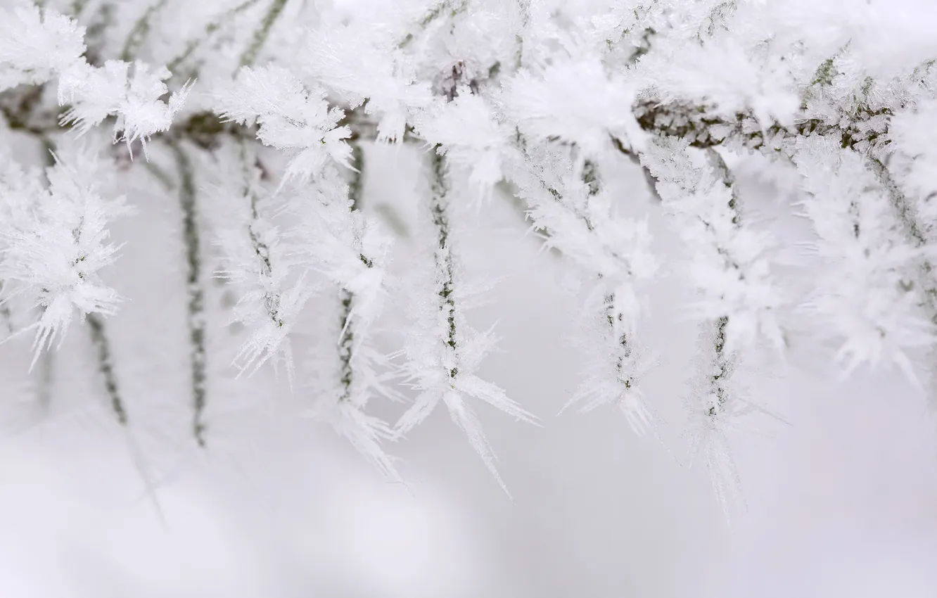 Photo wallpaper winter, frost, branch