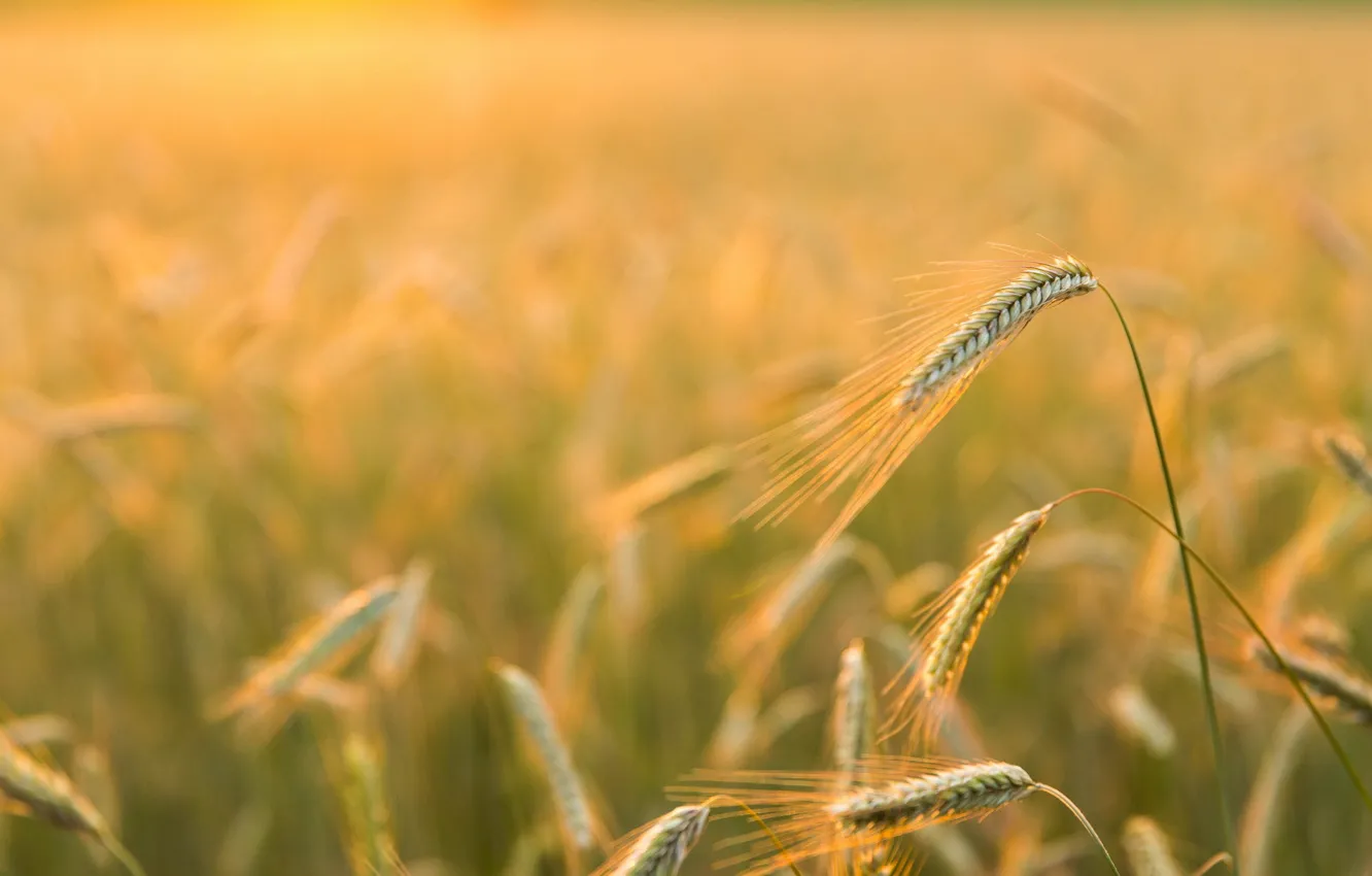 Photo wallpaper nature, Golden light, Barley Field