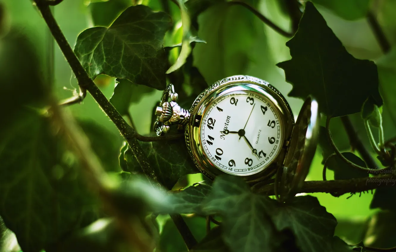 Photo wallpaper leaves, watch, pocket