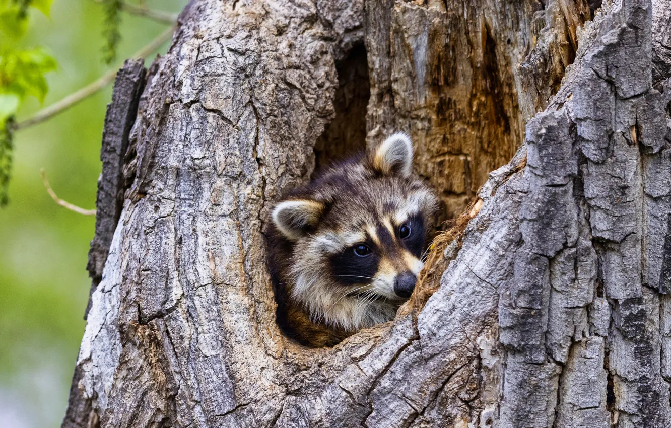 Photo wallpaper trees, raccoon, face, the hollow
