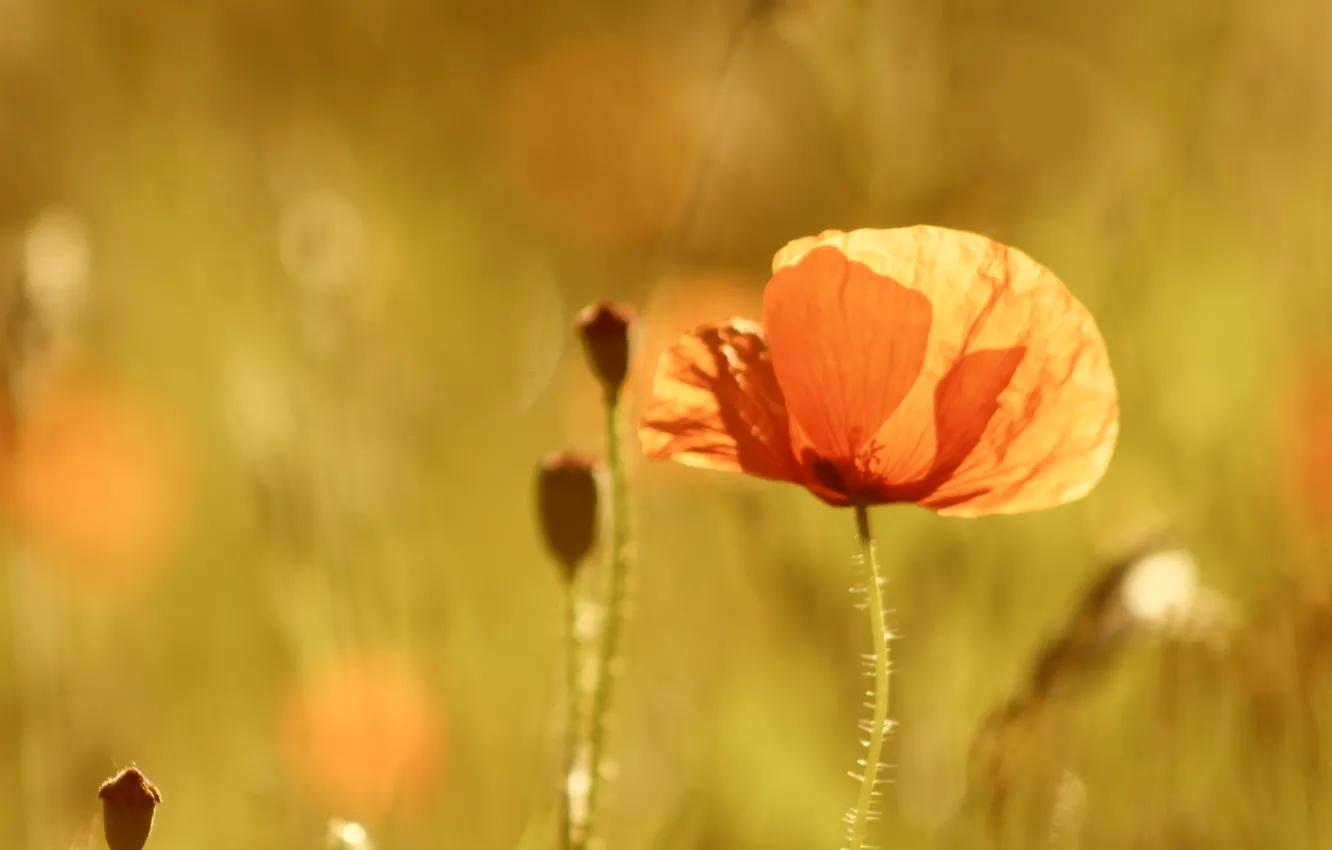 Photo wallpaper flower, field, poppy, blomming