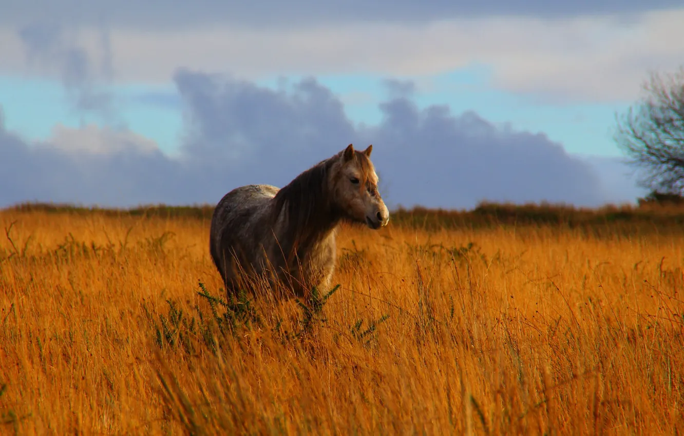 Photo wallpaper grass, field, horse, countryside, wildlife