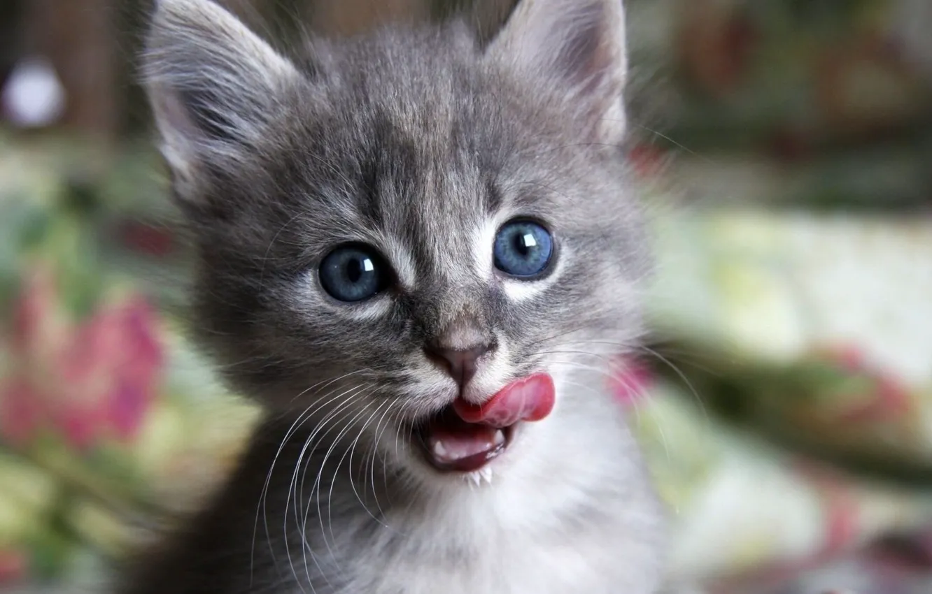 Photo wallpaper cat, tongue, Fed, kitty