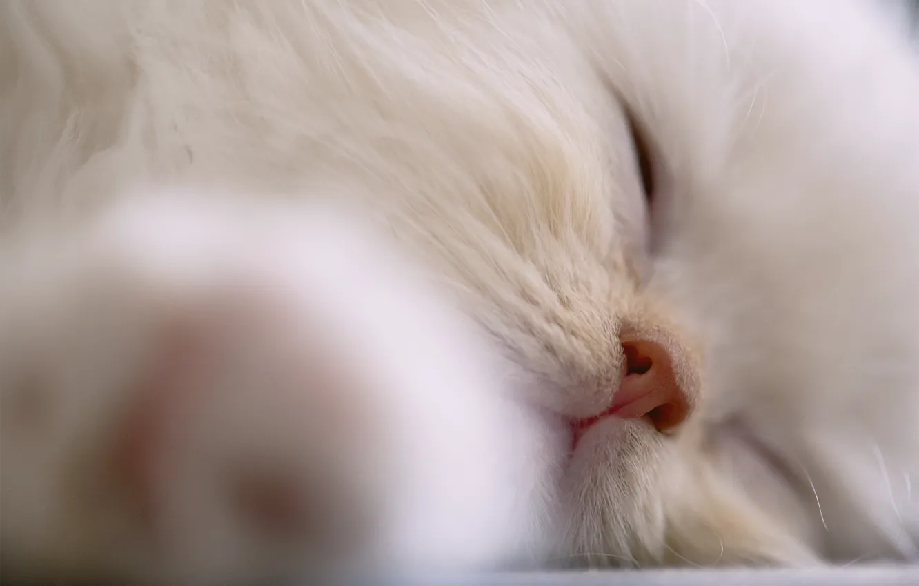 Photo wallpaper cat, cat, face, background, widescreen, Wallpaper, nose, sleeping