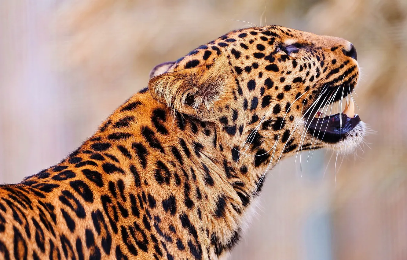 Photo wallpaper face, leopard, is, leopard, spotted, looking up