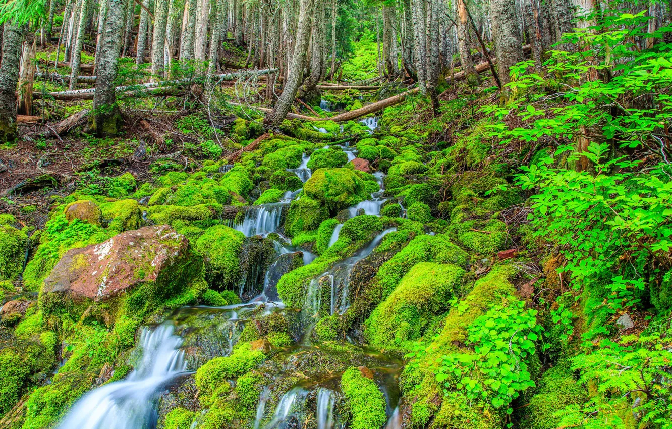 Photo wallpaper forest, trees, stream, waterfall, stream, slope