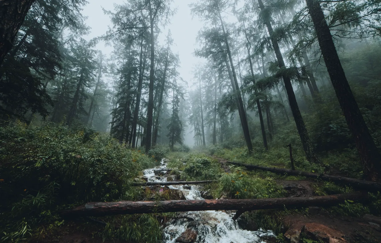 Photo wallpaper forest, water, trees, nature, fog, stream