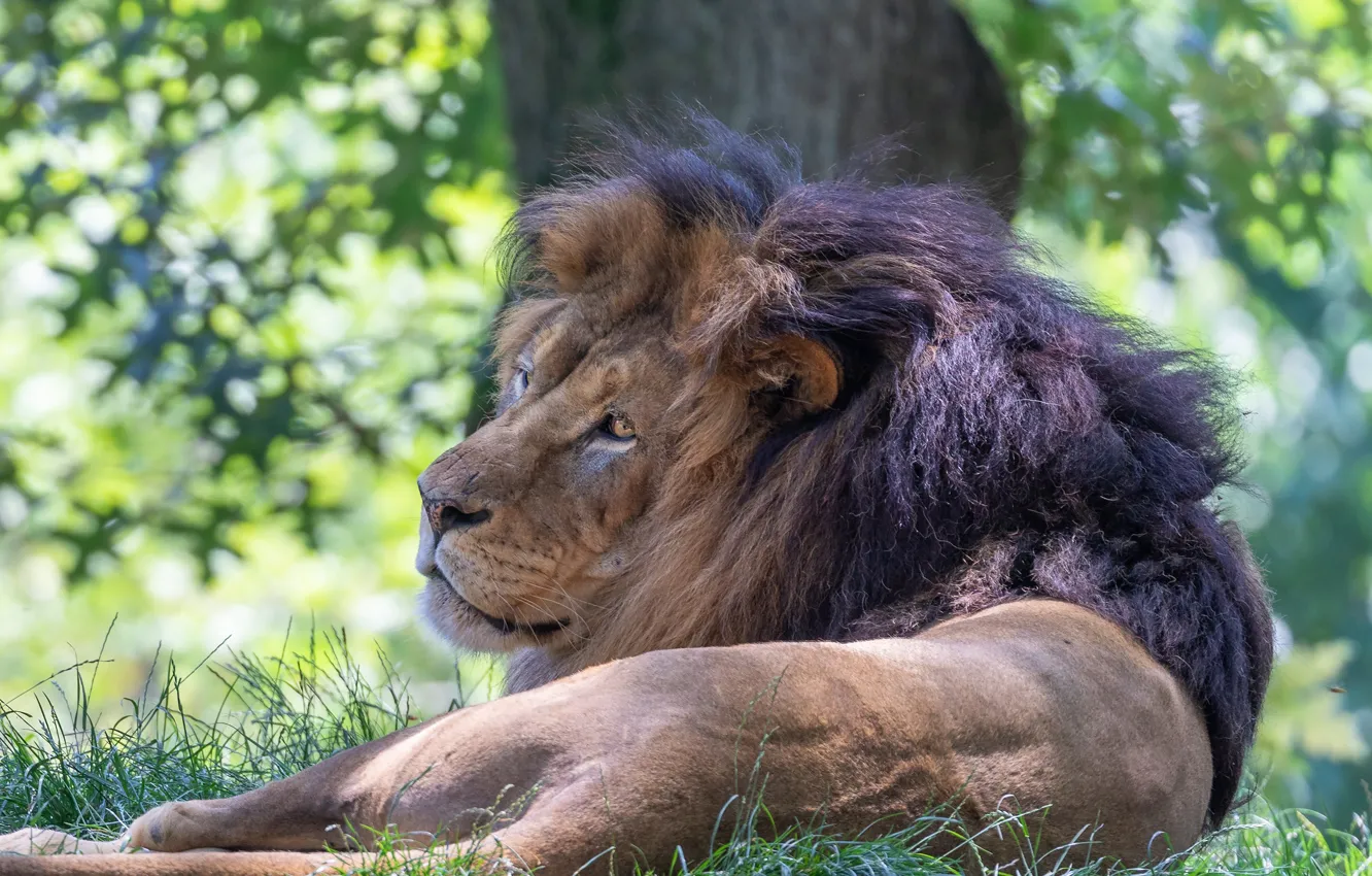 Photo wallpaper face, light, trees, pose, stay, foliage, back, portrait