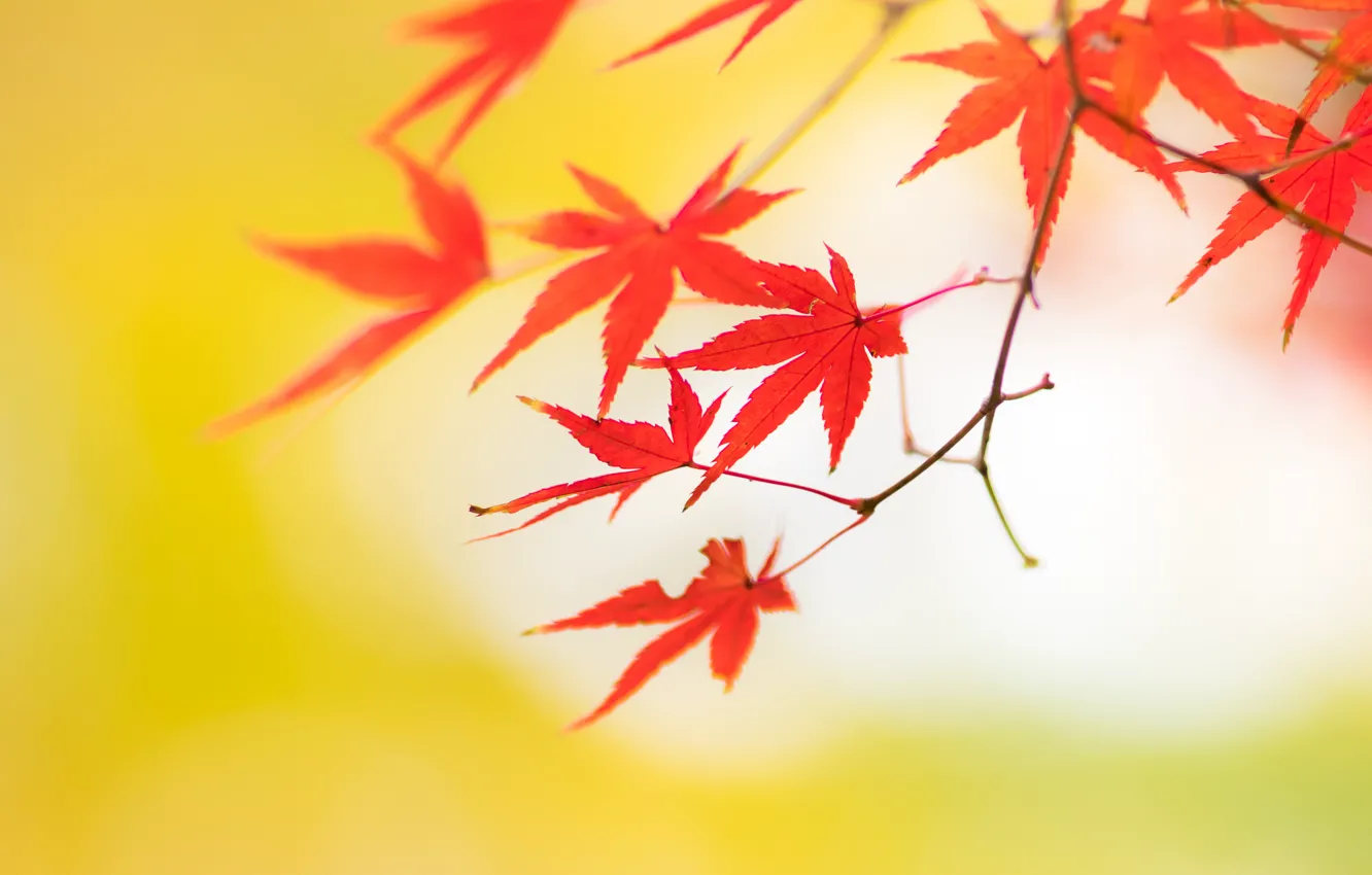 Photo wallpaper autumn, leaves, branch, maple