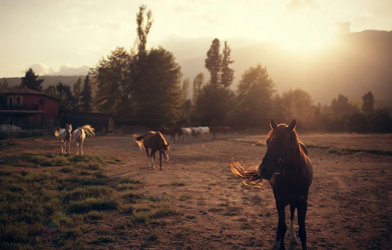 Photo wallpaper horses, horse, Ivan Gorokhov