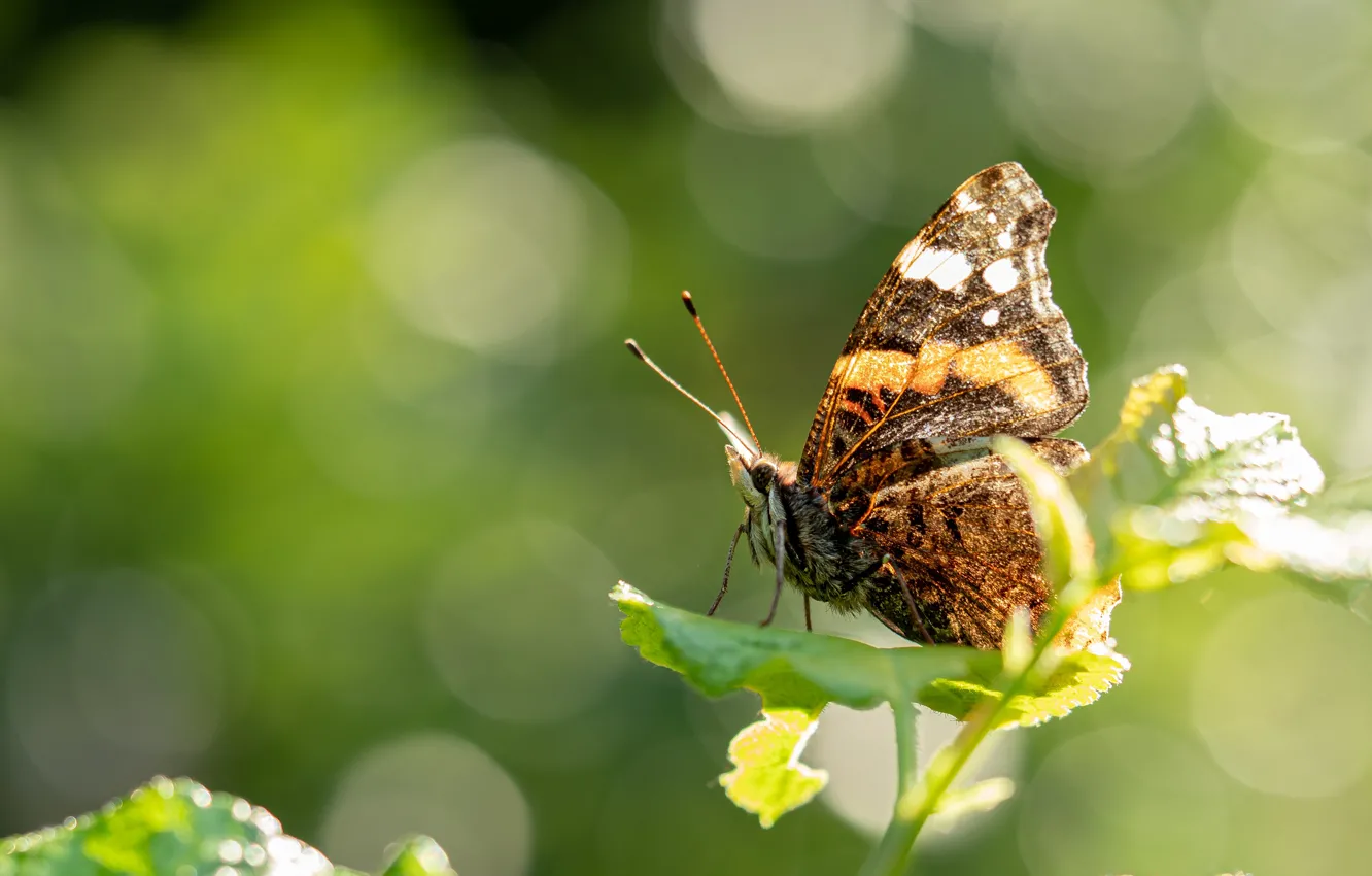 Photo wallpaper leaves, macro, light, butterfly, bokeh
