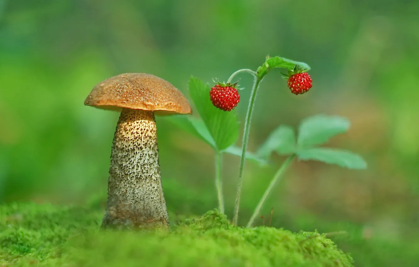 Photo wallpaper photo, mushroom, moss, strawberries