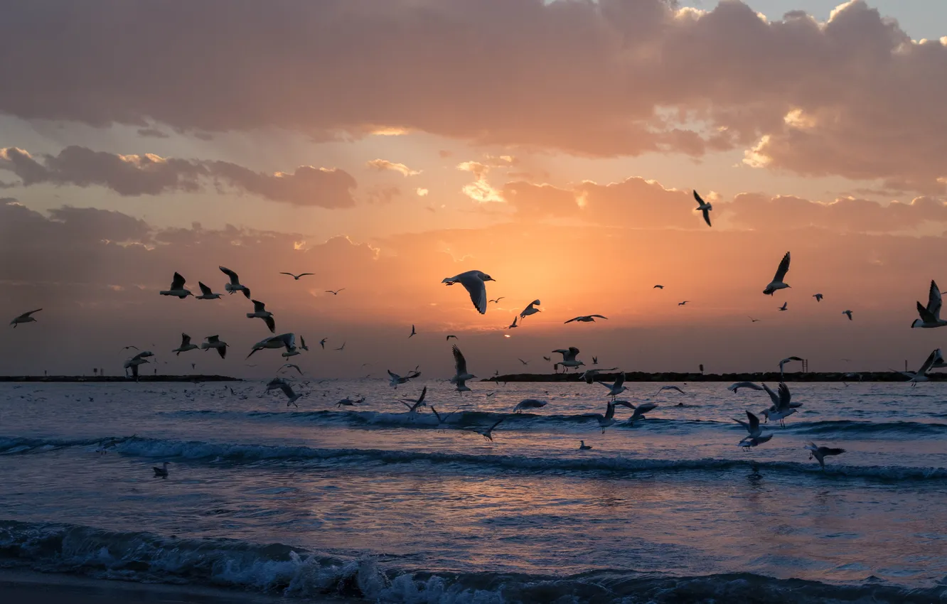 Photo wallpaper wave, the sky, clouds, landscape, sunset, birds, the ocean, seagulls