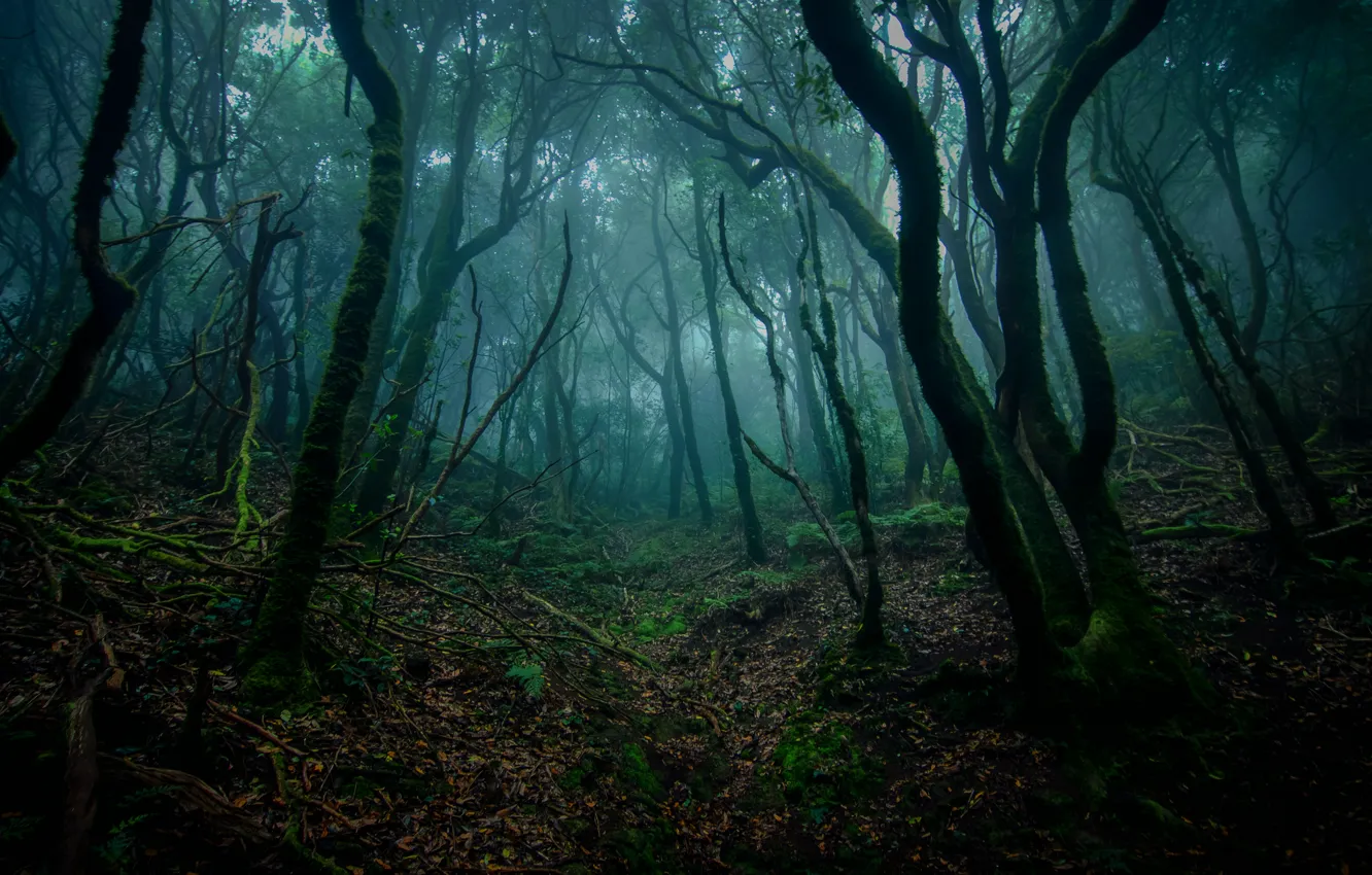 Photo wallpaper forest, trees, nature, moss