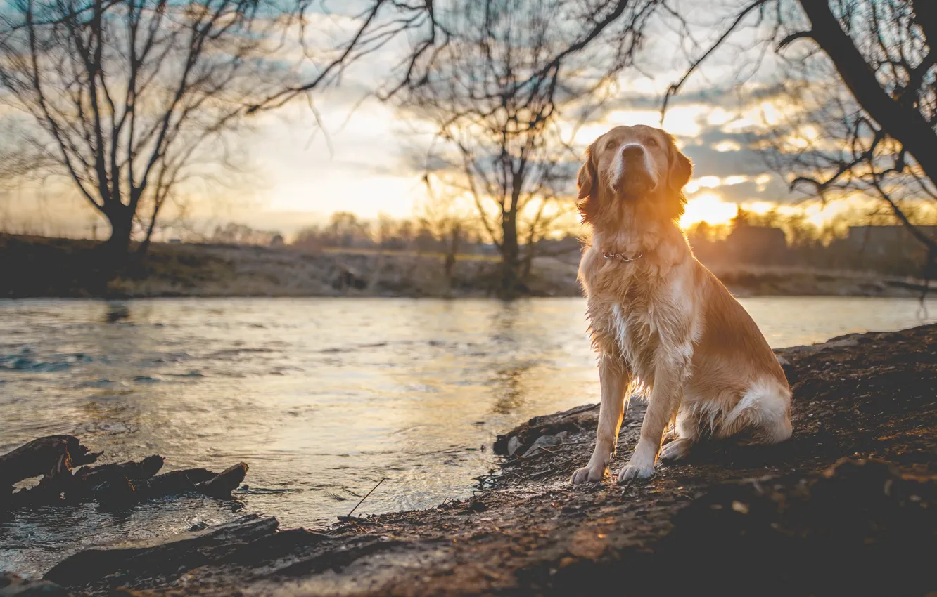 Photo wallpaper sunset, river, dog