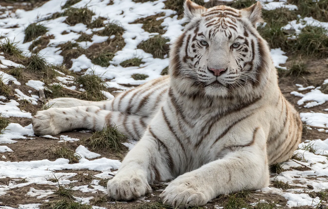 Photo wallpaper white, tiger, predator, handsome