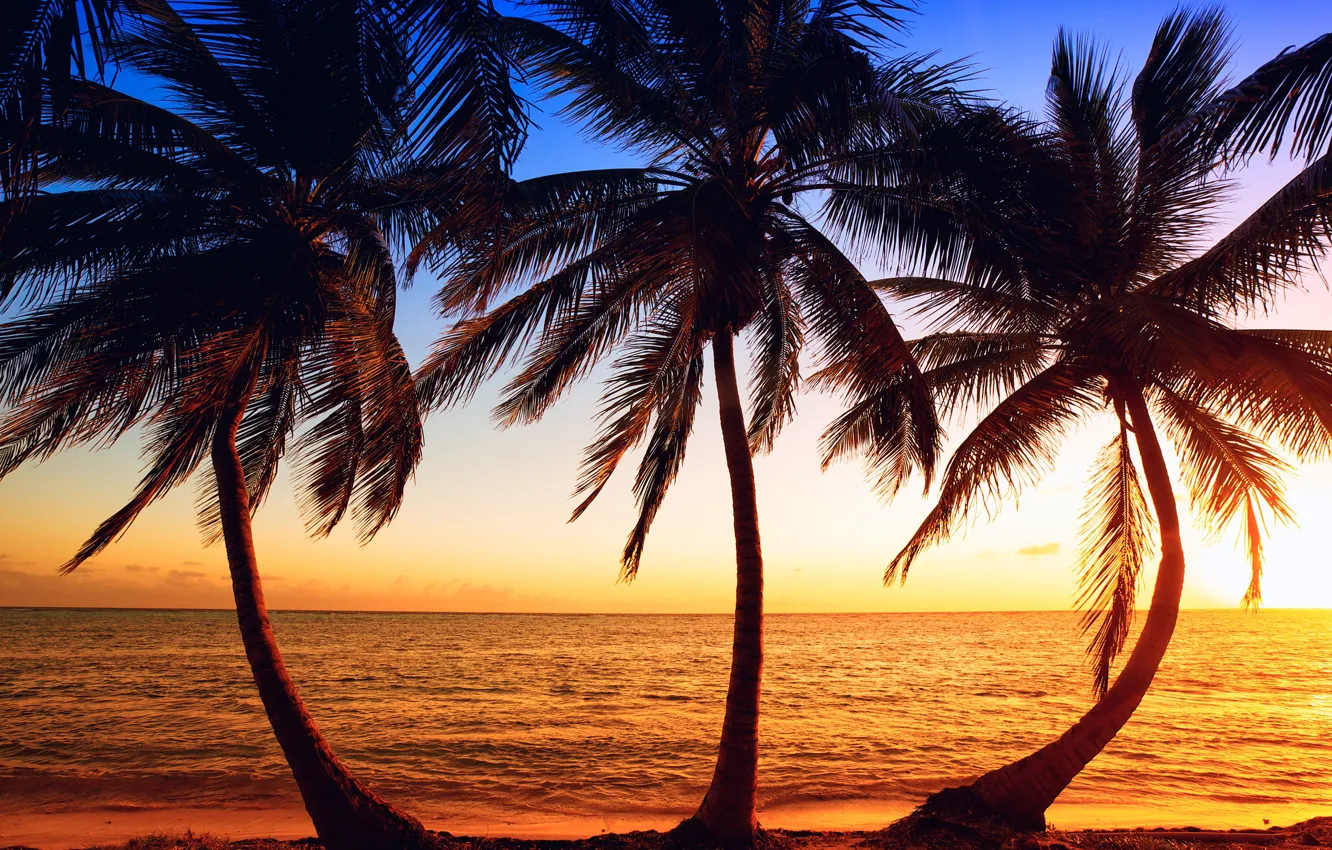 Photo wallpaper sea, beach, the sky, the sun, trees, sunset, tropics, palm trees