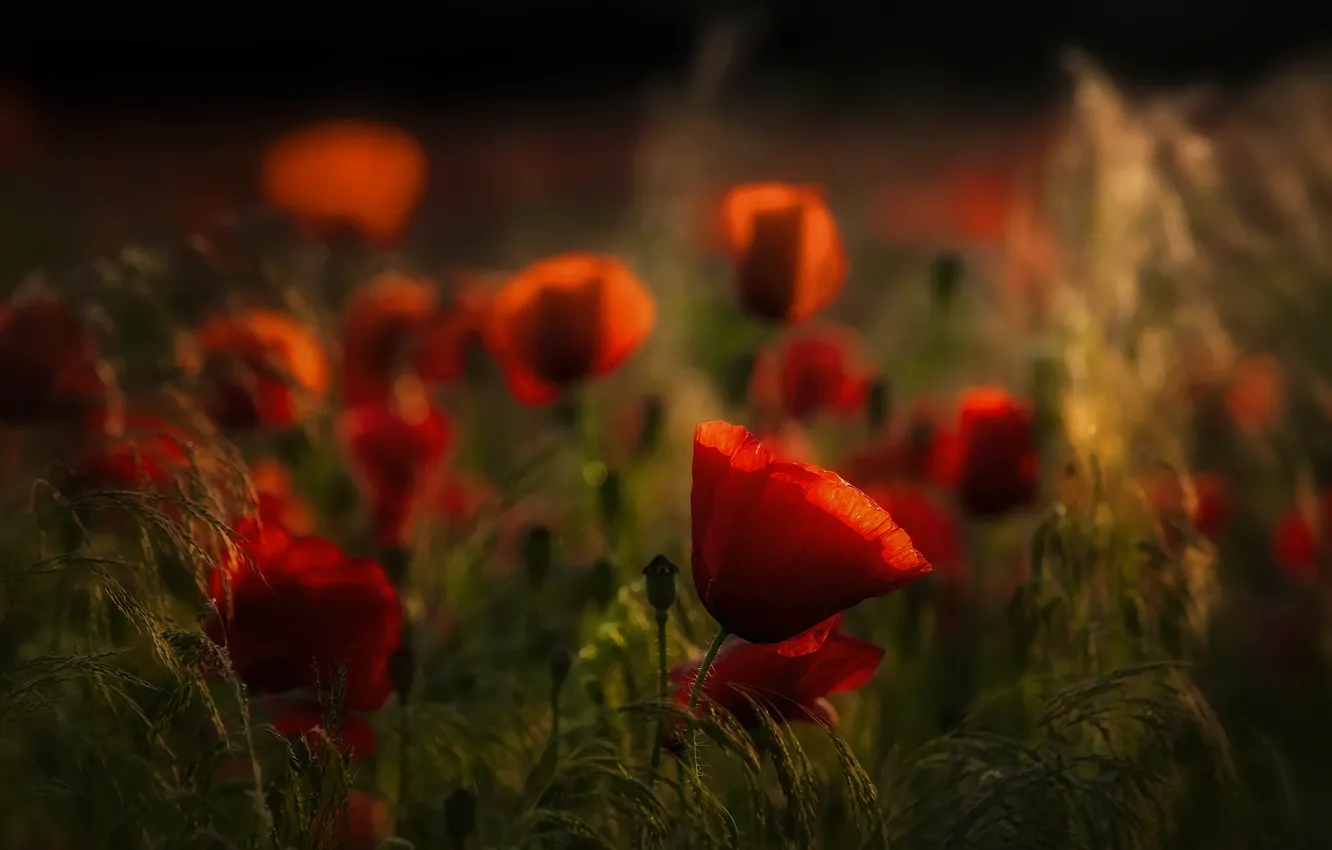 Photo wallpaper flowers, red, Maki, blur, spikelets, blur, bokeh