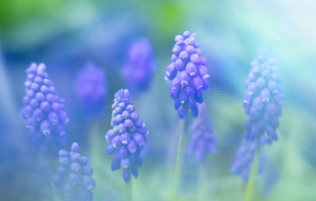 Photo wallpaper flowers, treatment, blur, spring, garden, haze, flowerbed, blur
