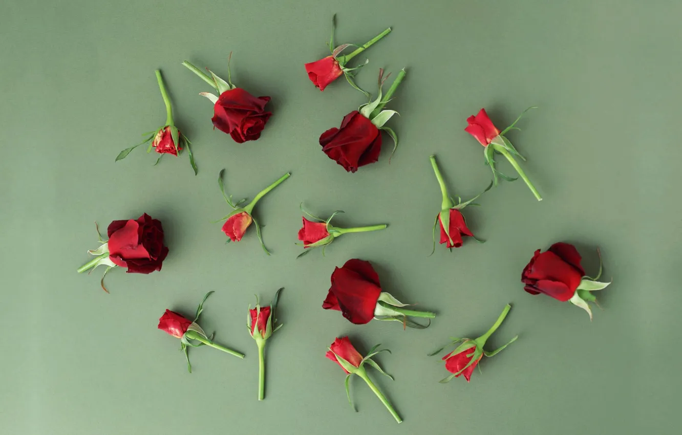 Photo wallpaper flowers, roses, buds, wood, flowers, roses
