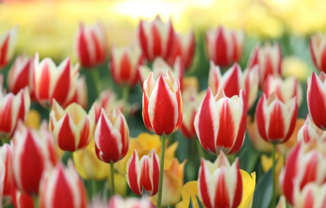 Photo wallpaper flowers, red, spring, tulips, buds, flowerbed, striped, two-tone