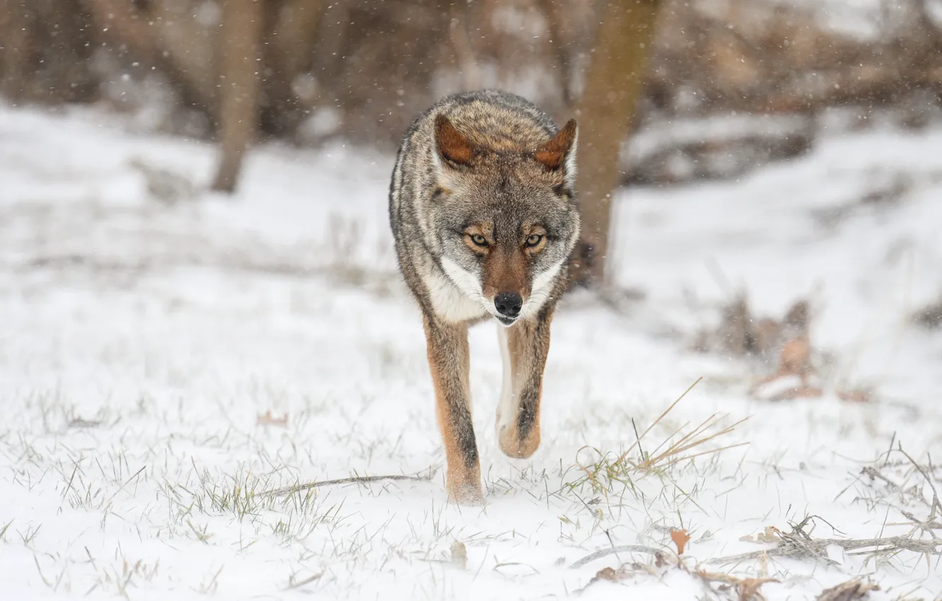 Photo wallpaper winter, look, snow, nature, wolf, walk, snowfall