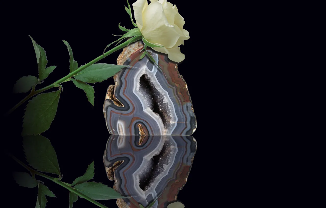 Photo wallpaper flower, stone, reflection, white rose, quartz