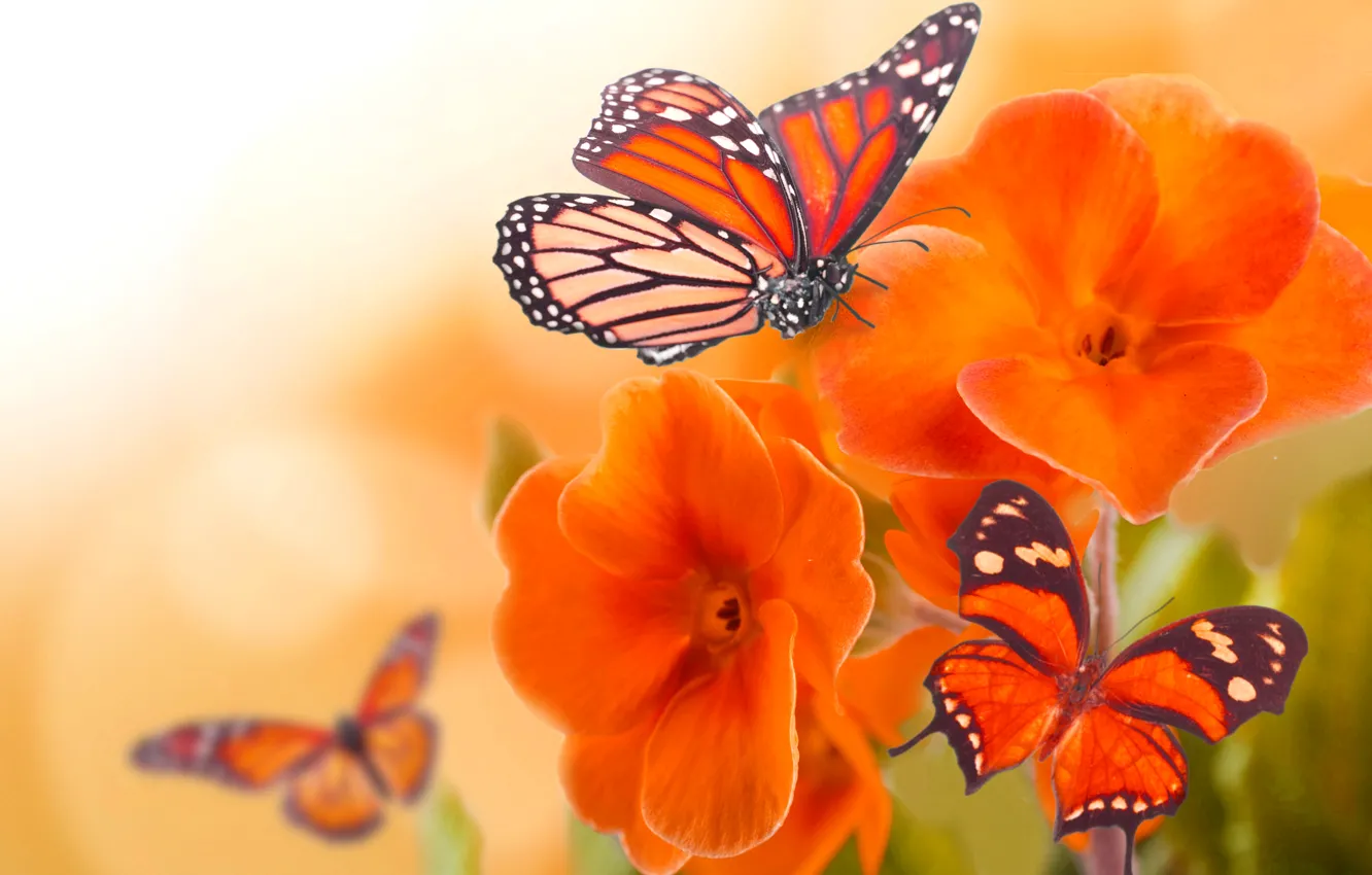 Photo wallpaper macro, flowers, butterfly, wings, petals, insect