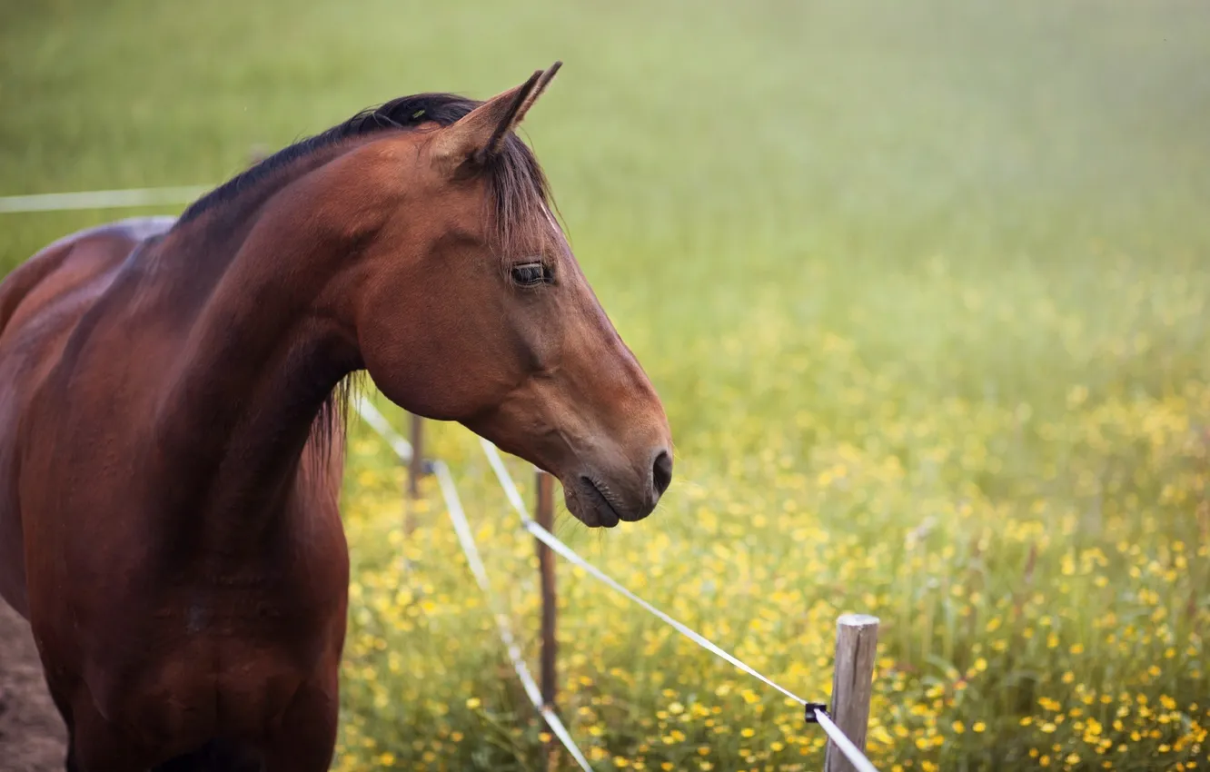 Photo wallpaper summer, face, horse, horse, meadow, profile, fence