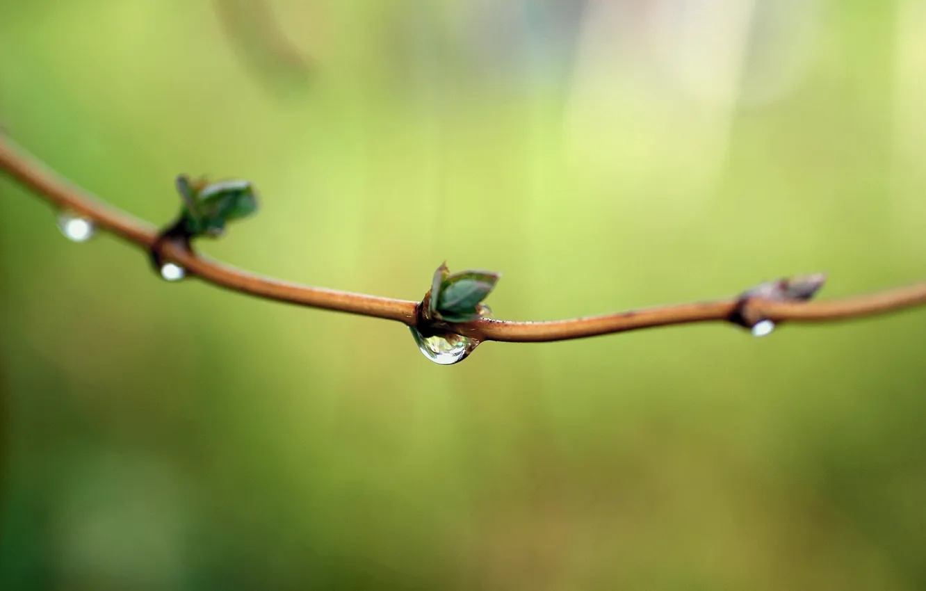Photo wallpaper drops, macro, branches, background, blur