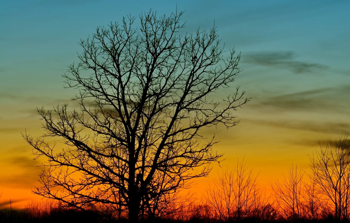Photo wallpaper the sky, trees, sunset, silhouette, glow