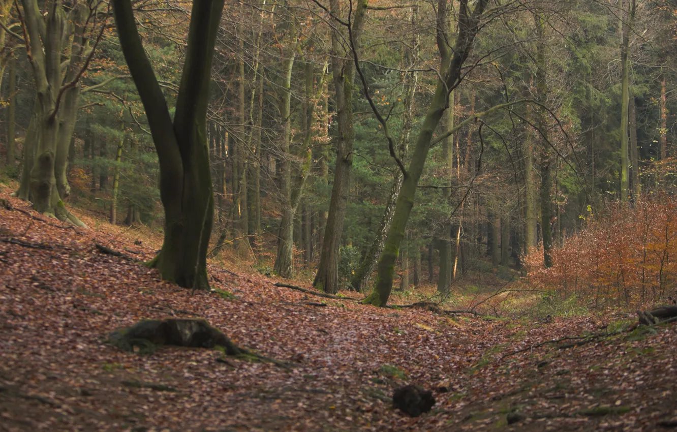 Photo wallpaper autumn, forest, trees, nature, photo, foliage