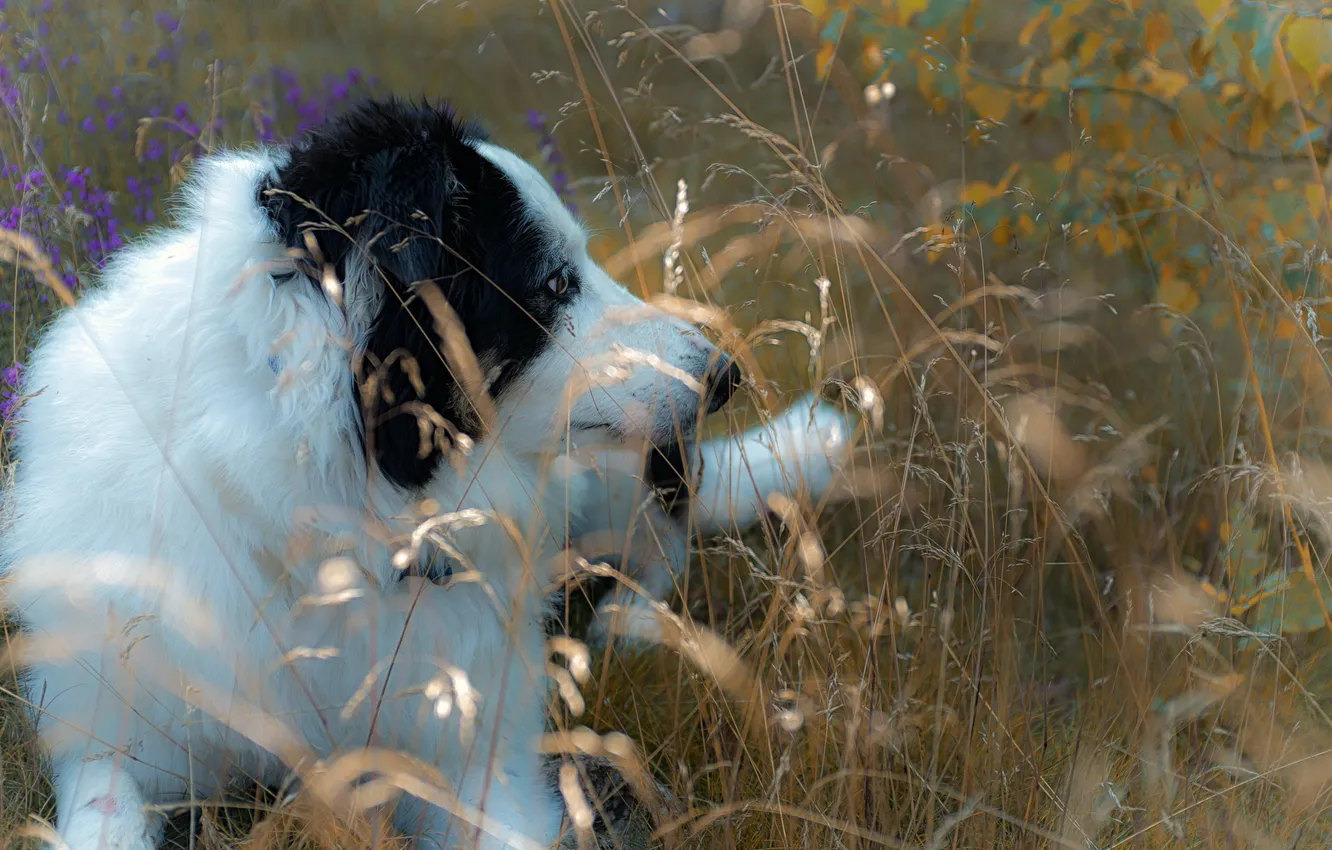 Photo wallpaper look, each, dog