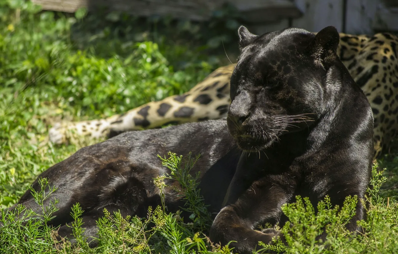 Photo wallpaper light, stay, predator, Panther, lies, wild cat, black Jaguar