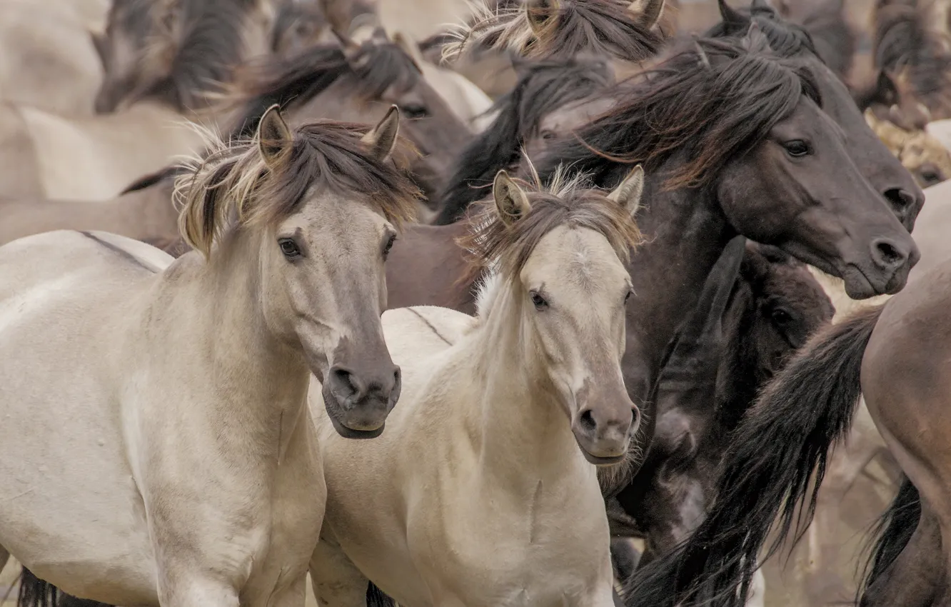 Photo wallpaper horse, horse, the herd, Wild horses